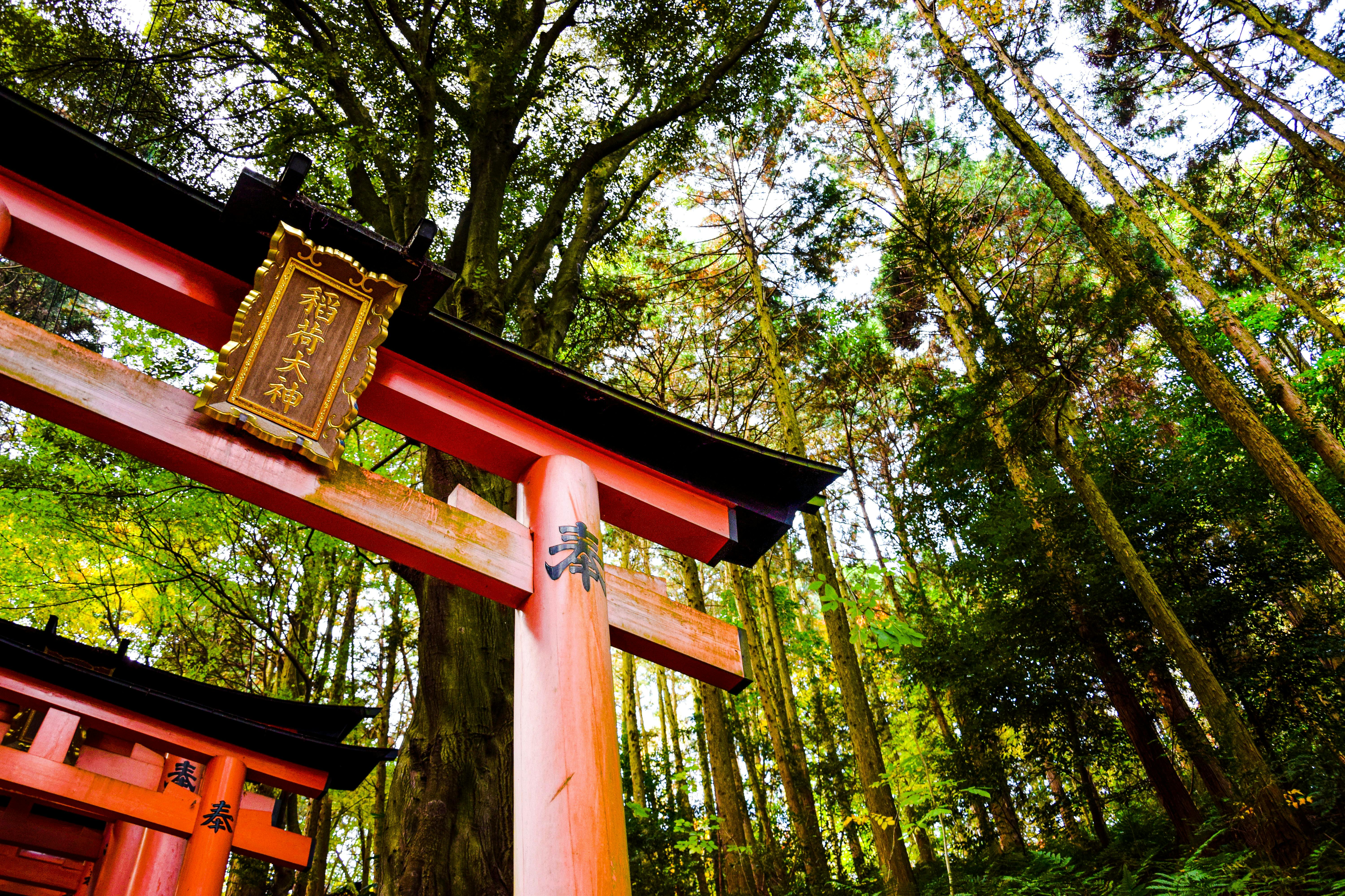 Torii Japon
